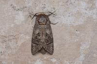 Cossus cossus