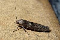 Blastobasis phycidella
