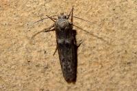 Blastobasis phycidella
