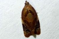Ditula angustiorana
