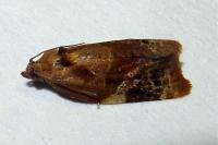 Ditula angustiorana
