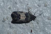 Spilonota ocellana
