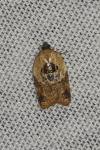 Acleris variegana