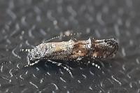 Mompha miscella