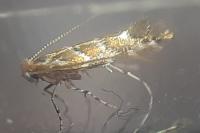 Cameraria ohridella