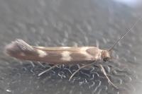 Scythris scopolella