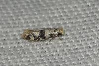 Infurcitinea atrifasciella