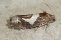 Epiblema foenella