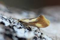 Harpella forficella