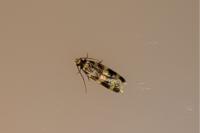 Oegoconia