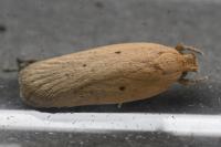 Agonopterix rotundella