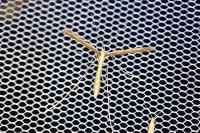 Agdistis