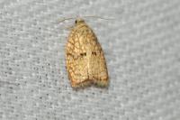 Acleris forsskaleana