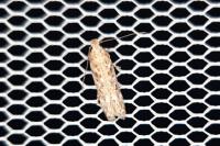 Scrobipalpa