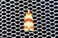 Phalonidia albipalpana