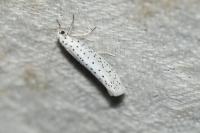 Yponomeuta evonymella
