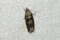 Zeiraphera isertana