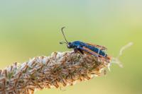 Pyropteron chrysidiforme