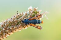 Pyropteron chrysidiforme