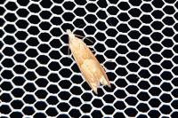 Eucosma conterminana