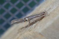 Cosmopterix lienigiella