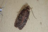 Agonopterix conterminella
