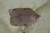 Lozotaenia forsterana