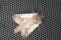 Parahypopta caestrum