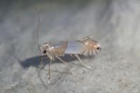 Phyllonorycter roboris