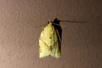 Clepsis consimilana