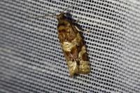 Argyrotaenia ljungiana