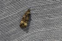 Endothenia gr. gentianaeana