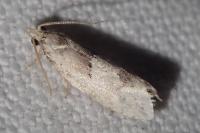 Epinotia bilunana