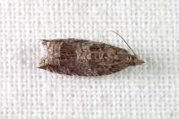 Ancylis achatana
