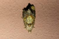 Ditula angustiorana