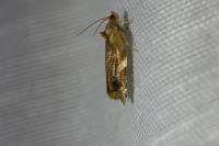 Ditula angustiorana