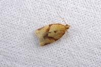 Clepsis consimilana