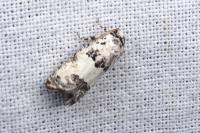 Epinotia dalmatana