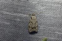 Symmoca signatella