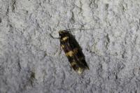 Oegoconia