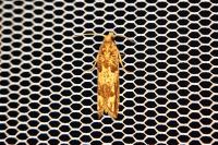 Eucosma