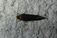 Cephimallota crassiflavella