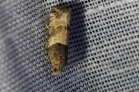 Gypsonoma aceriana