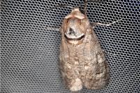 Cossus cossus
