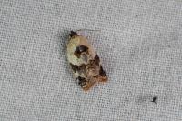 Acleris variegana