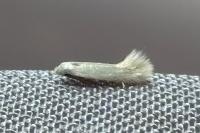 Opostega salaciella