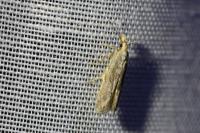 Anarsia bilbainella
