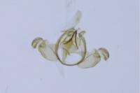 Opostega salaciella