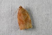 Archips rosana