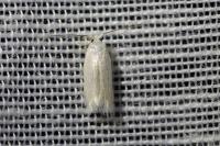 Opostega salaciella